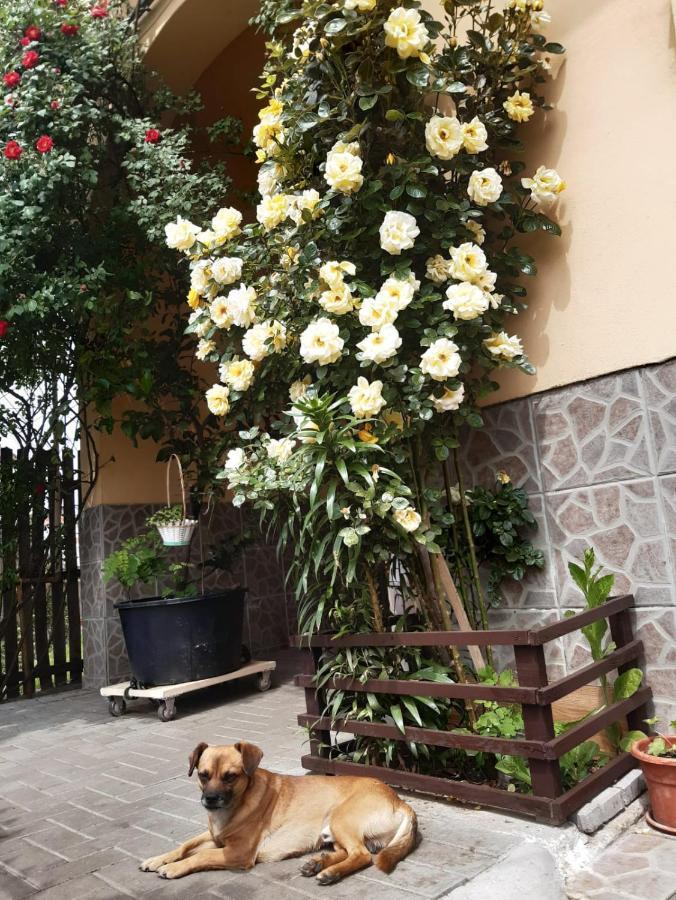 Pensiunea Cristiana Curtea de Argeş Exterior foto
